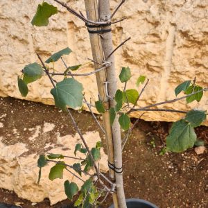 בוהנייה מגוונת