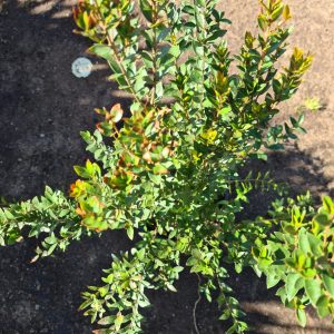 ליגוסטרמיה הודית שיחית