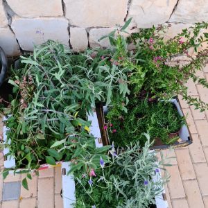 לבנדר / מרווה / רוזמרין / זעטר - עציץ 12- סוגים שונים
