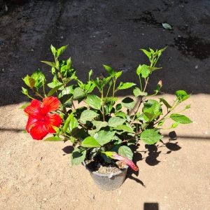 היביסקוס -מיקס צבעים