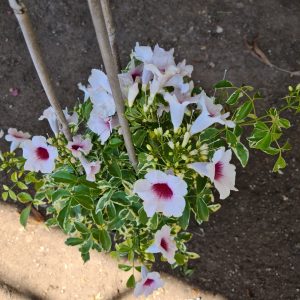פנדוריאה מגוונת
