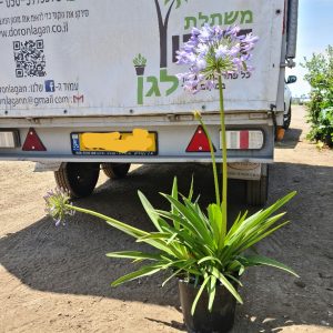 אגפנטוס - 10 ליטר