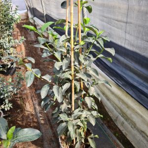 מורן מבריק - 25 ליטר