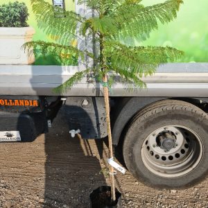 סיגלון - 10 ליטר