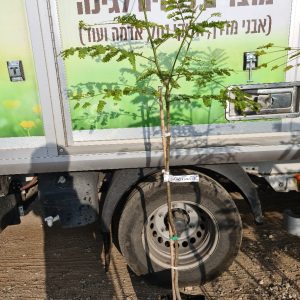 פלטופורום (שלטית) - 10 ליטר
