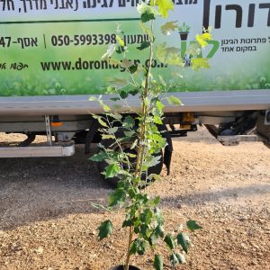 צפצפה מכסיפה - 10 ליטר