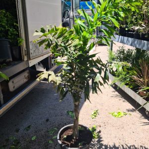 דקל זנב שועל - 25 ליטר