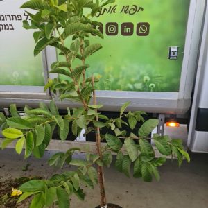 גויאבה לבנה - 10 ליטר