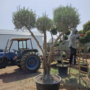 זית סורי - פונפונים 100 ליטר