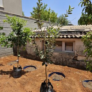 תפוח ענה - 25 ליטר