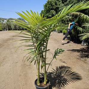דקל טבעות זוגות 25 ליטר