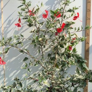 היביסקוס קופרי (מגוון)