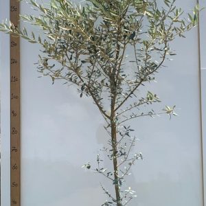 עץ זית - סורי  - 10 ליטר