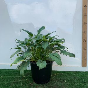 קסנדו