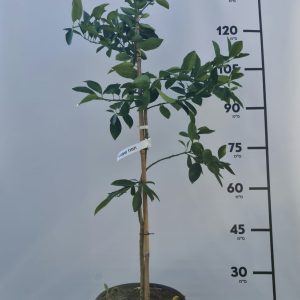 תפוז שמוטי - 10 ליטר