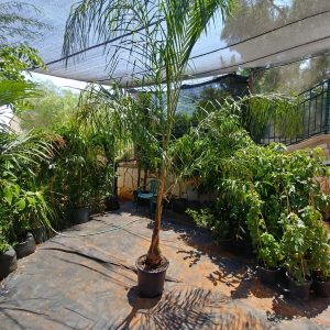 דקל קוקוס 25 ליטר