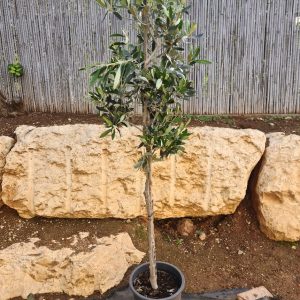 עץ זית סורי- 25ל'