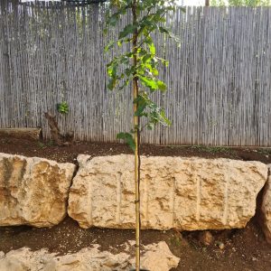 קרבל לביד